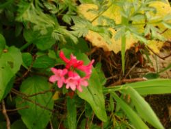 2013-08-18_Regina-F-Rau_Schachen_Blumen  (095).JPG